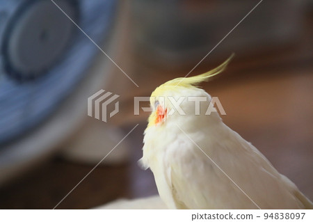 毛茸茸 毛茸茸 94838097