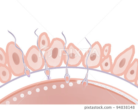 Mechanism of pregnancy Watercolor illustration of the process of fertilization Mechanism of pregnancy Watercolor illustration of the process of fertilization 94838148