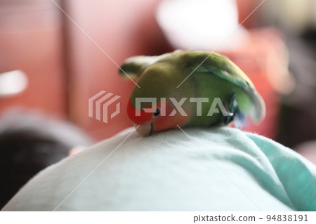 發情 發情 94838191