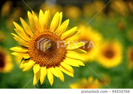 sunflower sunflower 94838766