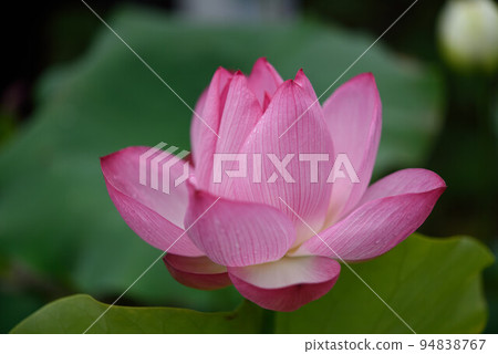 蓮花 蓮花 94838767