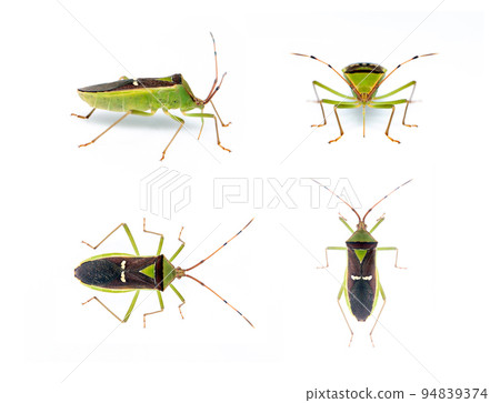 Group of green legume pod bug(Hemiptera) isolated on white background. Animal. Insect. 94839374