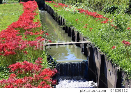 Autumn scenery of the agricultural irrigation canal with cluster amaryllis in Hatoyama, which was selected as the happiest town in Japan in 2022 Autumn scenery of the agricultural irrigation canal with cluster amaryllis in Hatoyama, which was selected as the happiest town in Japan in 2022 94839512