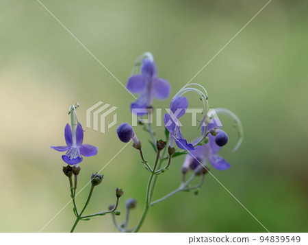 blue-purple kariganesou blue-purple kariganesou 94839549