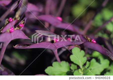 Murasaki Goten with pink flowers and purple leaves blooming in an autumn park in Japan Murasaki Goten with pink flowers and purple leaves blooming in an autumn park in Japan 94840028