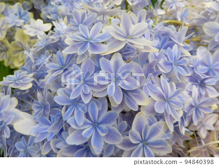 繡球花萬花筒英式花園 94840398