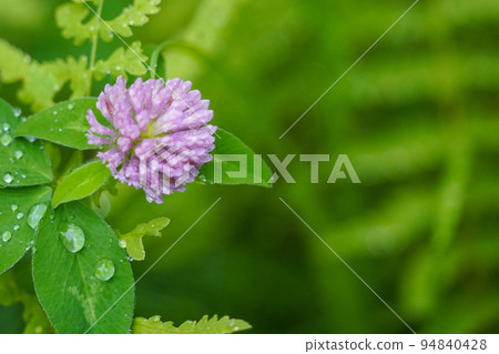 Pink_White 三葉草 Pink_White 三葉草 94840428