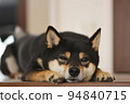 Shiba Inu lying down with a sleepy expression 94840715