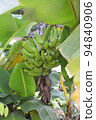 Banana tree 94840906