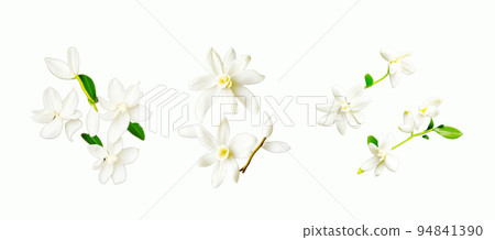 Vanilla flowers isolated on white background Vanilla flowers isolated on white background 94841390