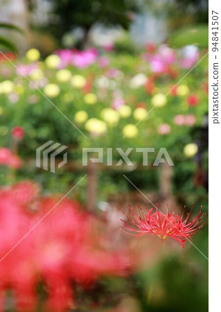 Dahlia in full bloom at the foot of Mt. Ryokami Dahlia in full bloom at the foot of Mt. Ryokami 94841507