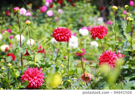 Dahlia in full bloom at the foot of Mt. Ryokami 94841508
