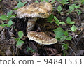 Matsutake in the mountains: 2022-160 at the foot of the Northern Alps in Nagano Prefecture (local) 94841533