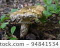 Matsutake in the mountains: 2022-180 at the foot of the Northern Alps in Nagano Prefecture (local) 94841534