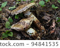 Matsutake in the mountains: 2022-185 at the foot of the Northern Alps in Nagano Prefecture (local) 94841535