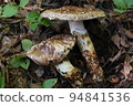 Mountain Matsutake: 2022-192 at the foot of the Northern Alps in Nagano Prefecture (local) 94841536