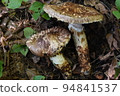 Mountain Matsutake: 2022-202 at the foot of the Northern Alps in Nagano Prefecture (local) 94841537