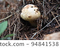 Matsutake in the mountains: 29-76 September 2022 at the foot of the Northern Alps in Nagano Prefecture (local) 94841538