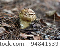 Matsutake in the mountains: 2022.9.29-149 (local) at the foot of the Northern Alps in Nagano Prefecture 94841539