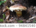 Matsutake in the mountains: 2022.9.29-204 (local) at the foot of the Northern Alps in Nagano Prefecture 94841540