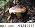 Matsutake in the mountains: 2022.9.29-208 (local) at the foot of the Northern Alps in Nagano Prefecture 94841542