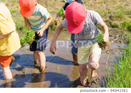 與小學生一起種植水稻 94841561