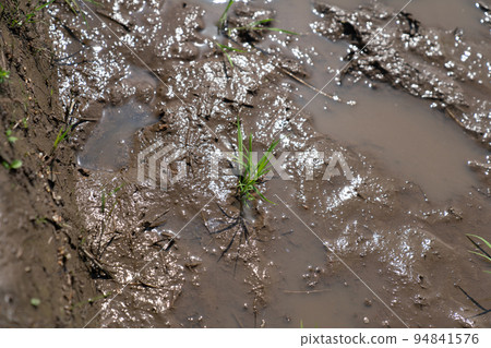 hand-planted rice seedlings hand-planted rice seedlings 94841576