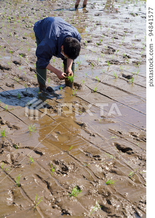 Rice planting 94841577