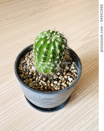 Great Buddha Hall Cactus 94841998