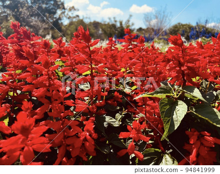 bright salvia flowers bright salvia flowers 94841999