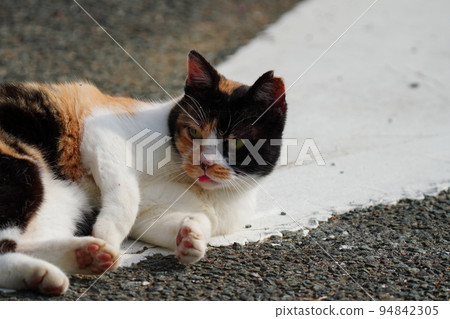 cat lying with tongue out cat lying with tongue out 94842305