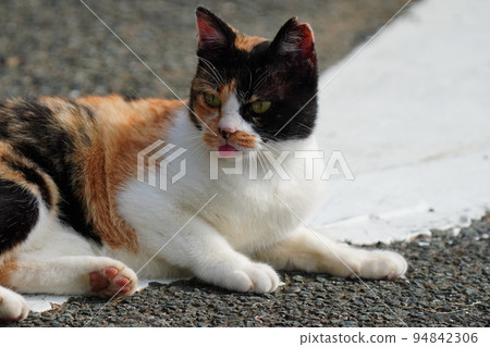 cat lying with tongue out cat lying with tongue out 94842306