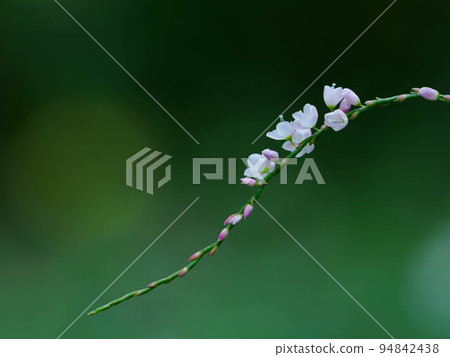 Adorable cherry blossom 94842438