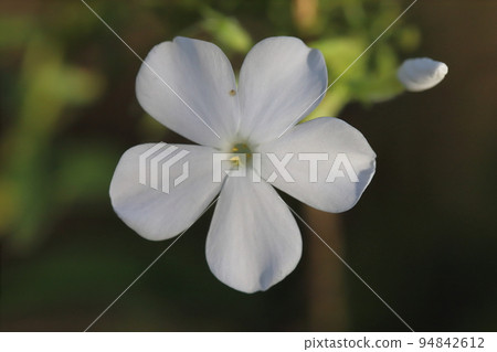 White phlox flowers blooming in an autumn park in Japan White phlox flowers blooming in an autumn park in Japan 94842612