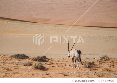 Oryx of Sossusvlei Oryx of Sossusvlei 94842690