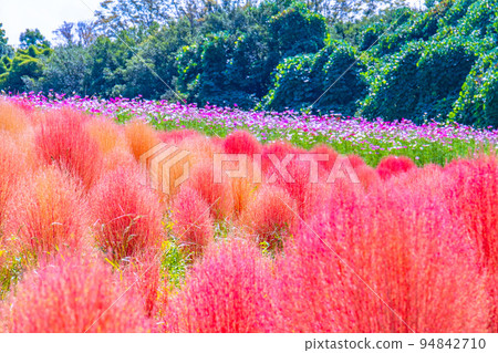 世博公園的地膚和大波斯菊 94842710