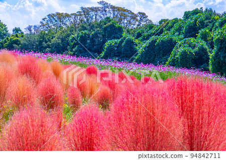 世博公園的地膚和大波斯菊 94842711