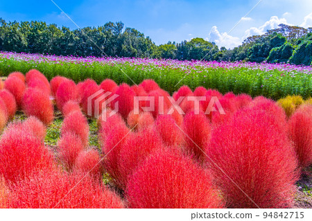 Kochia and Cosmos in Expo Park Kochia and Cosmos in Expo Park 94842715