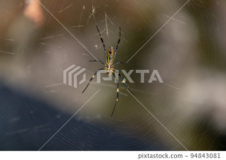 喬羅蜘蛛 94843081