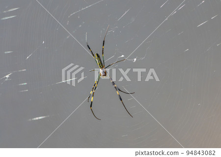 蜘蛛等待獵物 蜘蛛等待獵物 94843082