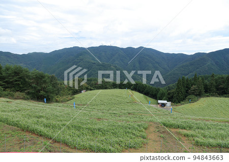 島峰蕎麥田 94843663