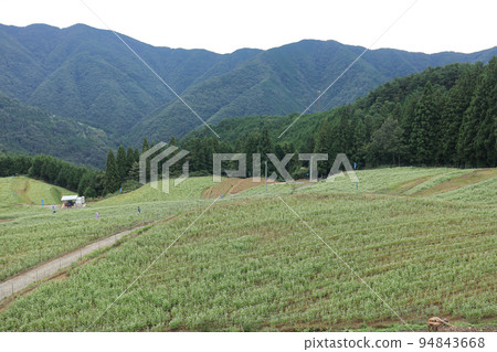 Shimagamine buckwheat field 94843668