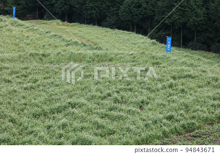 Shimagamine buckwheat field Shimagamine buckwheat field 94843671