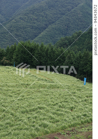 Shimagamine buckwheat field Shimagamine buckwheat field 94843672