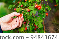 Red rose hips on a bush with green leaves. 94843674