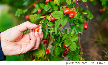 Red rose hips on a bush with green leaves. Red rose hips on a bush with green leaves. 94843674
