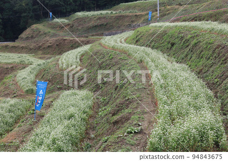 島峰梯田的蕎麥田 島峰梯田的蕎麥田 94843675