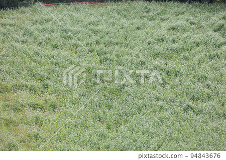 盛開的蕎麥田 盛開的蕎麥田 94843676