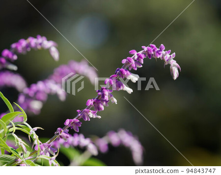 purple and white salvia leucantha purple and white salvia leucantha 94843747