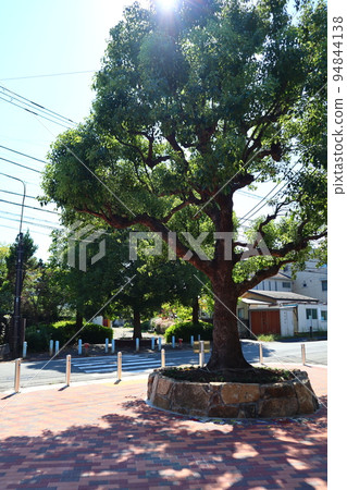 橫濱市營地鐵藍線新田站附近的新田綠道 橫濱市營地鐵藍線新田站附近的新田綠道 94844138